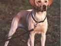 Labrador retriever Townsfield`s Jacky