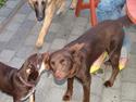 Australsk kelpie Tazz