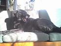 Labrador retriever amanda