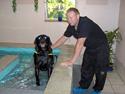 Labrador retriever Scully -  R.I.P