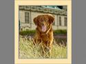 Nova scotia duck tolling retriever Fievel *Himmelhund*