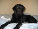 Labrador retriever Frida