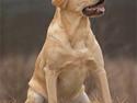 Labrador retriever Becks