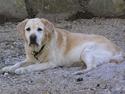 Labrador retriever dandy (lever ikke mere)