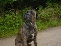 Cane corso Rocca (Connie Fee Fee) Far vel min smukke ven, du