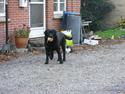 Labrador retriever Rollo