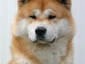 Akita inu Choco