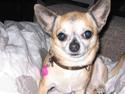 Chihuahua Dudi