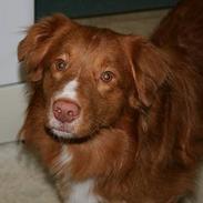 Nova scotia duck tolling retriever Balto