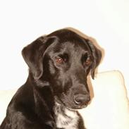 Blanding af racer buller