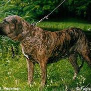 Fila brasileiro Garbosa De Los Tres Naran