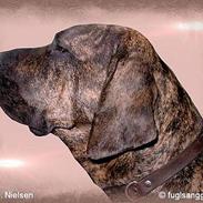 Fila brasileiro Garbosa De Los Tres Naran