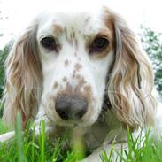 Cocker spaniel Lady