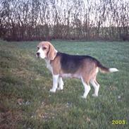 Beagle Gunhild