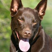 Australsk kelpie Andy (Born To Work Andy)