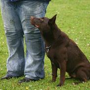 Australsk kelpie Andy (Born To Work Andy)