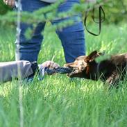 Australsk kelpie Andy (Born To Work Andy)