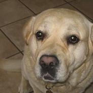 Labrador retriever Zack