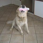 Labrador retriever Zack