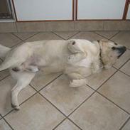 Labrador retriever Zack