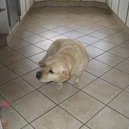 Labrador retriever Zack