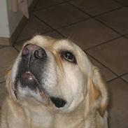 Labrador retriever Zack