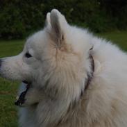 Samojedhund Boomer