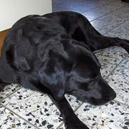 Blanding af racer Lady