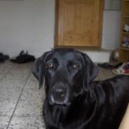 Blanding af racer Lady