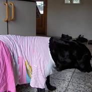 Blanding af racer Lady