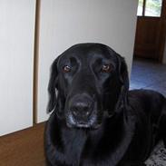 Blanding af racer Lady