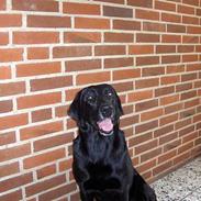 Blanding af racer Lady