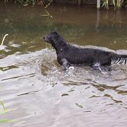 Flat coated retriever Baloo