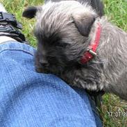 Cairn terrier Chicka