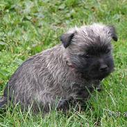 Cairn terrier Chicka