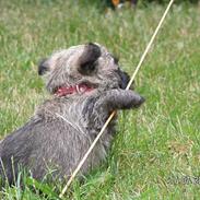 Cairn terrier Chicka