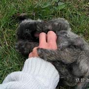 Cairn terrier Chicka