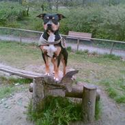 Amerikansk staffordshire terrier TAZ HOLM DANMARK