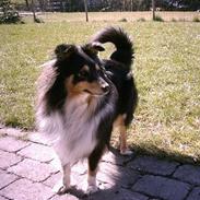 Shetland sheepdog Bessie RIP )-;