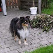 Shetland sheepdog Bessie RIP )-;