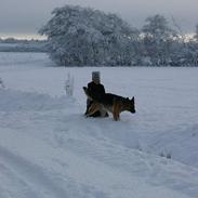 Schæferhund samson