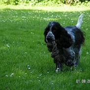 Cocker spaniel perle