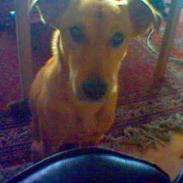 Blanding af racer Futte