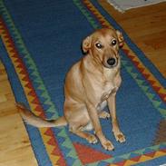 Blanding af racer Futte