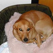 Blanding af racer Futte