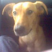 Blanding af racer Futte