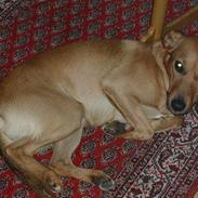 Blanding af racer Futte