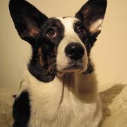 Welsh corgi cardigan Dharma