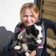 Welsh corgi cardigan Dharma