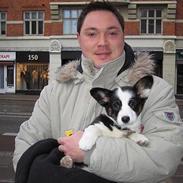 Welsh corgi cardigan Dharma